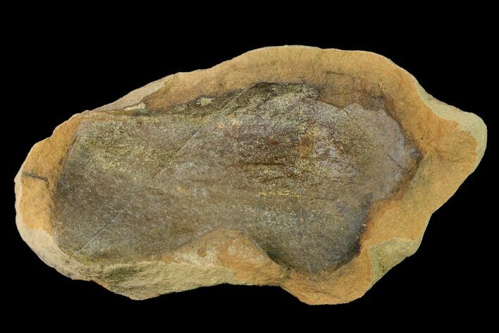 Cretaceous Fossil Leaf in Sandstone - Kansas #143486